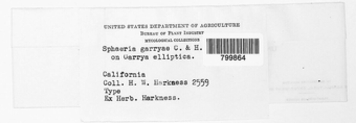 Thyridium garryae image